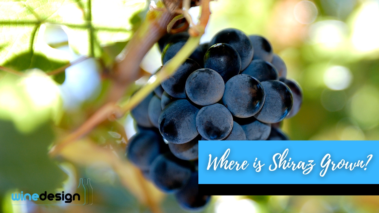 Where is Shiraz Grown